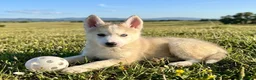 Husky Siberiano perros en venta: Husky siberiano  - Anuncio 1