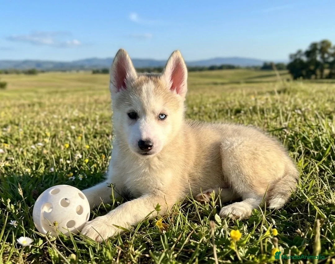 Husky Siberiano perros en venta: Husky siberiano  - Anuncio 1