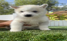 Husky Siberiano perros en venta: HUSKY SIBERIANO - Anuncio 9