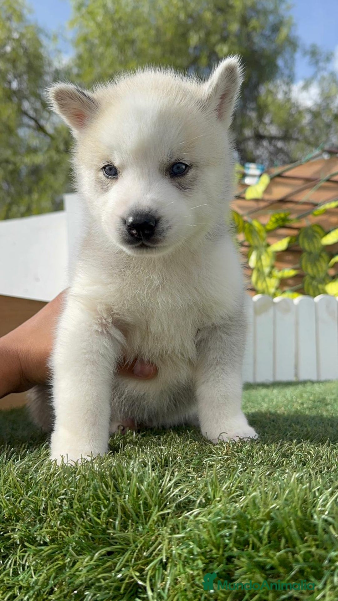 Husky Siberiano perros en venta: HUSKY SIBERIANO - Anuncio 9