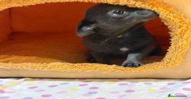 Chihuahua perros - Anuncio 7