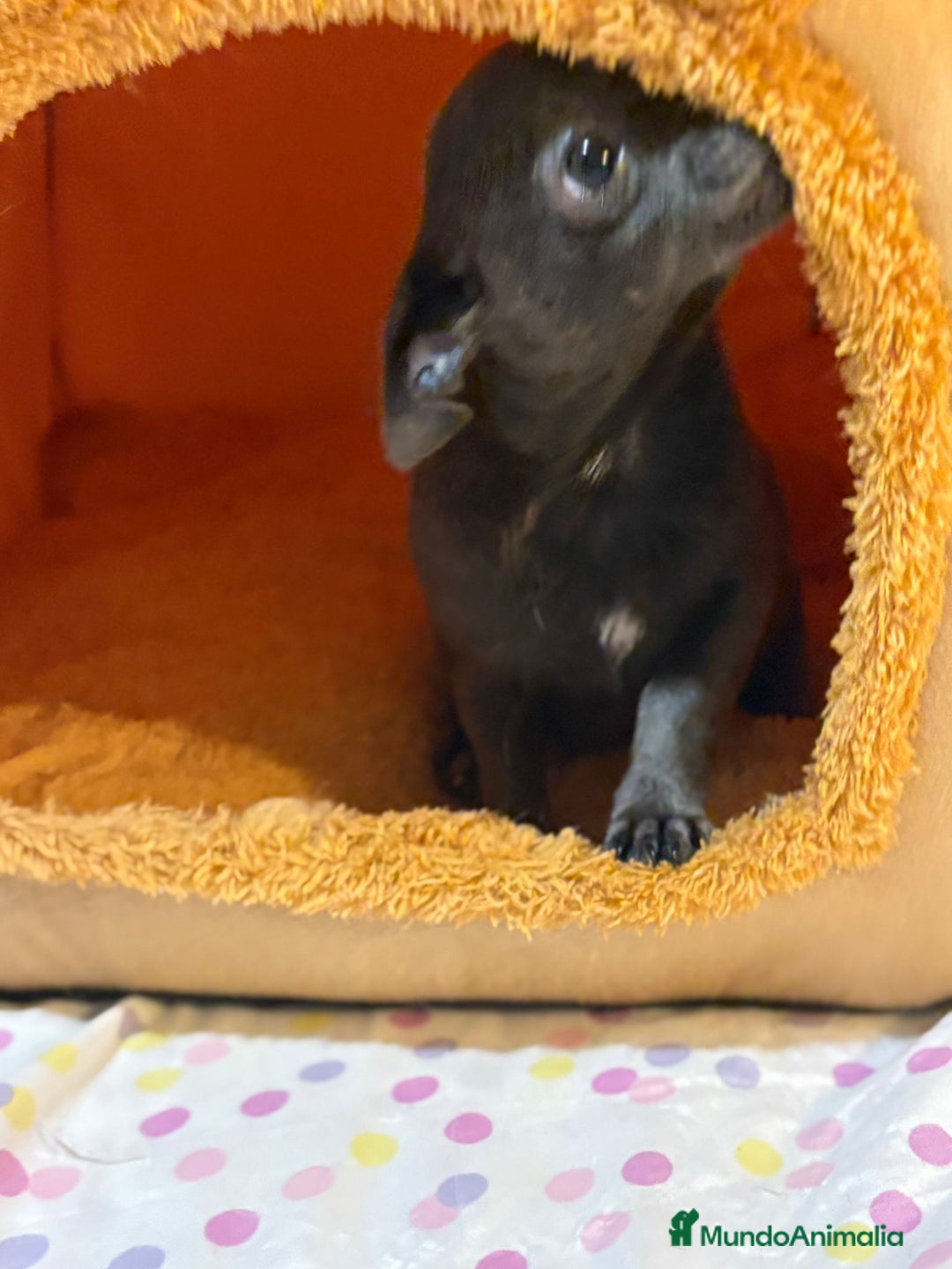 Chihuahua perros en venta: Chihuahua toy blue  - Imagen 2