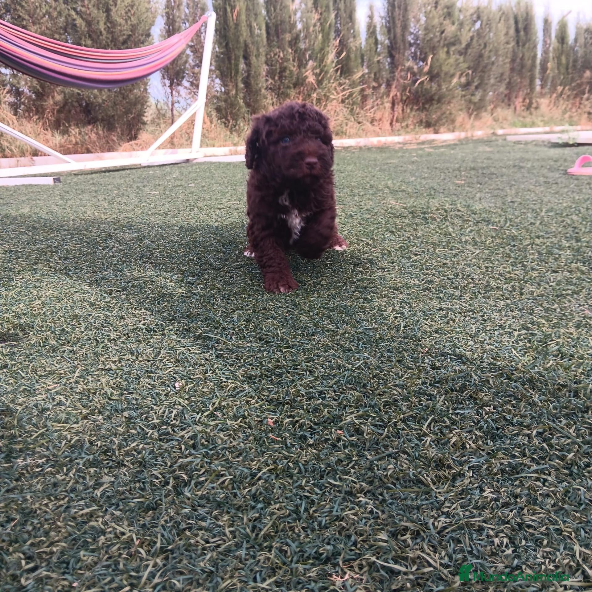 Perro de Agua Español perros PERRO DE AGUA ESPAÑOL - Anuncio 1