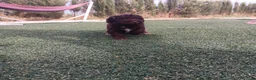 Perro de Agua Español perros en venta: PERRO DE AGUA ESPAÑOL - Anuncio 1