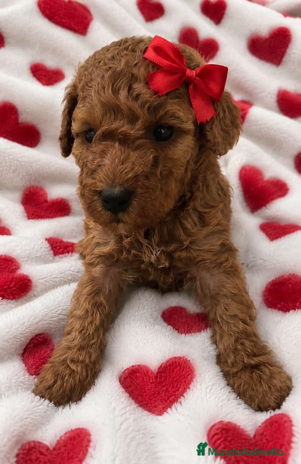 Caniche Toy perros Hembra caniche roja🔥🔥🐶 - Anuncio 1