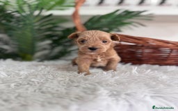 Maltipoo perros en venta: MALTIPOO - Imagen 8