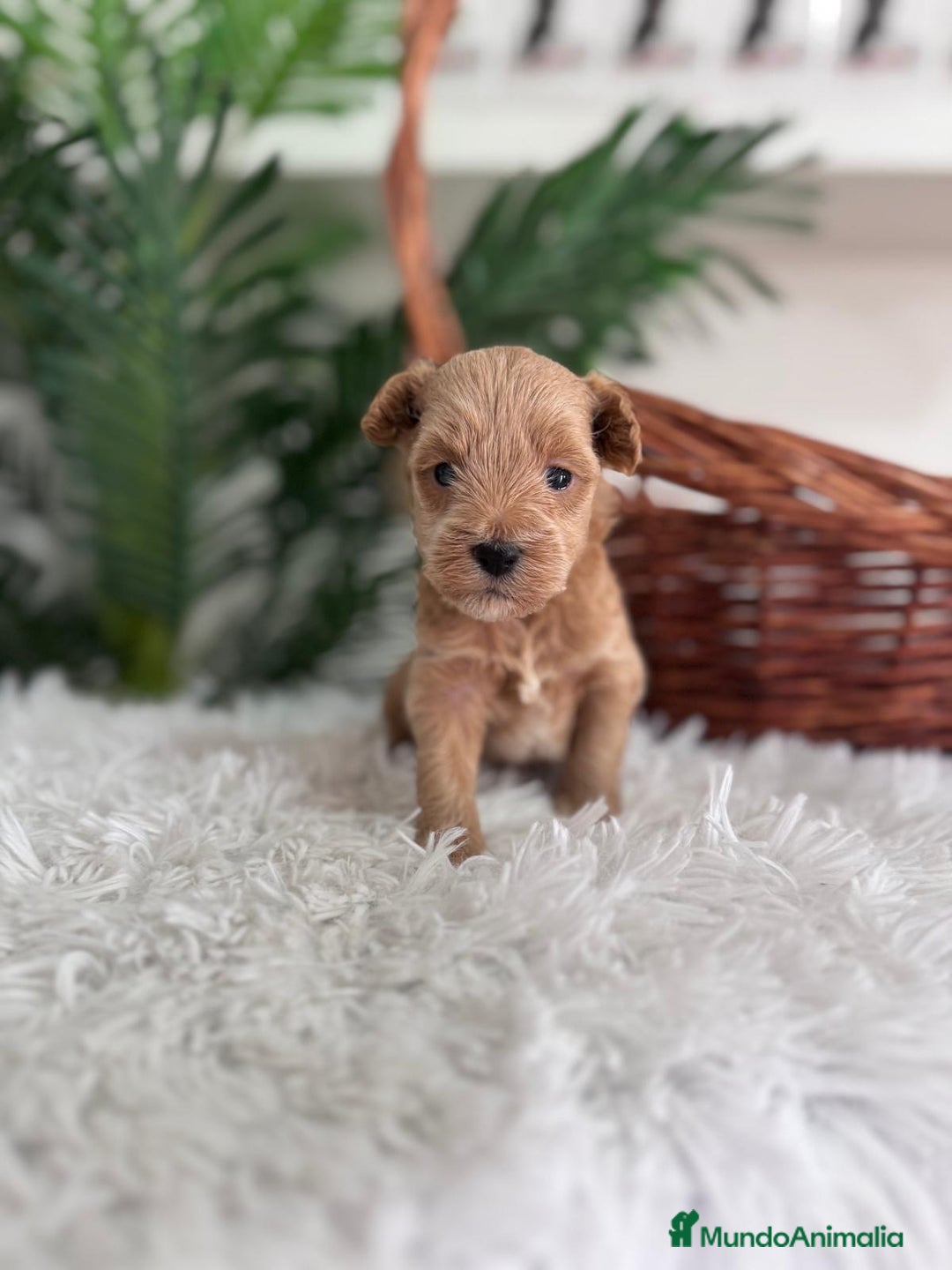 Maltipoo perros en venta: MALTIPOO - Imagen 8