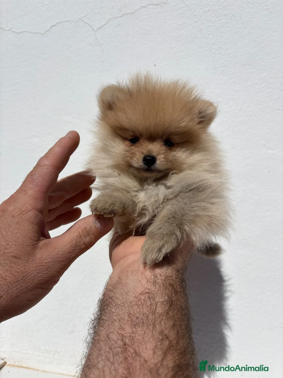 Pomerania perros en venta: Pomerania de Calidad  - Anuncio 1