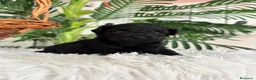 Caniche Toy perros en venta: CANICHE TOY - Anuncio 1