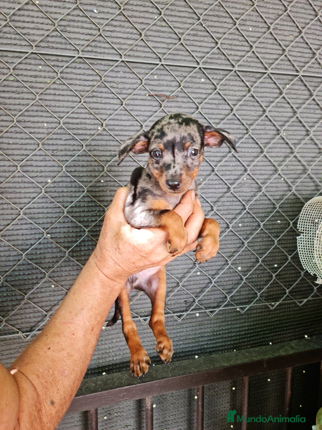 Ratón de Praga perros en venta: Raton de praga - Imagen 6