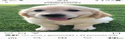 Golden Retriever perros en venta: Cachorros golden top con pedigree  - Anuncio 4