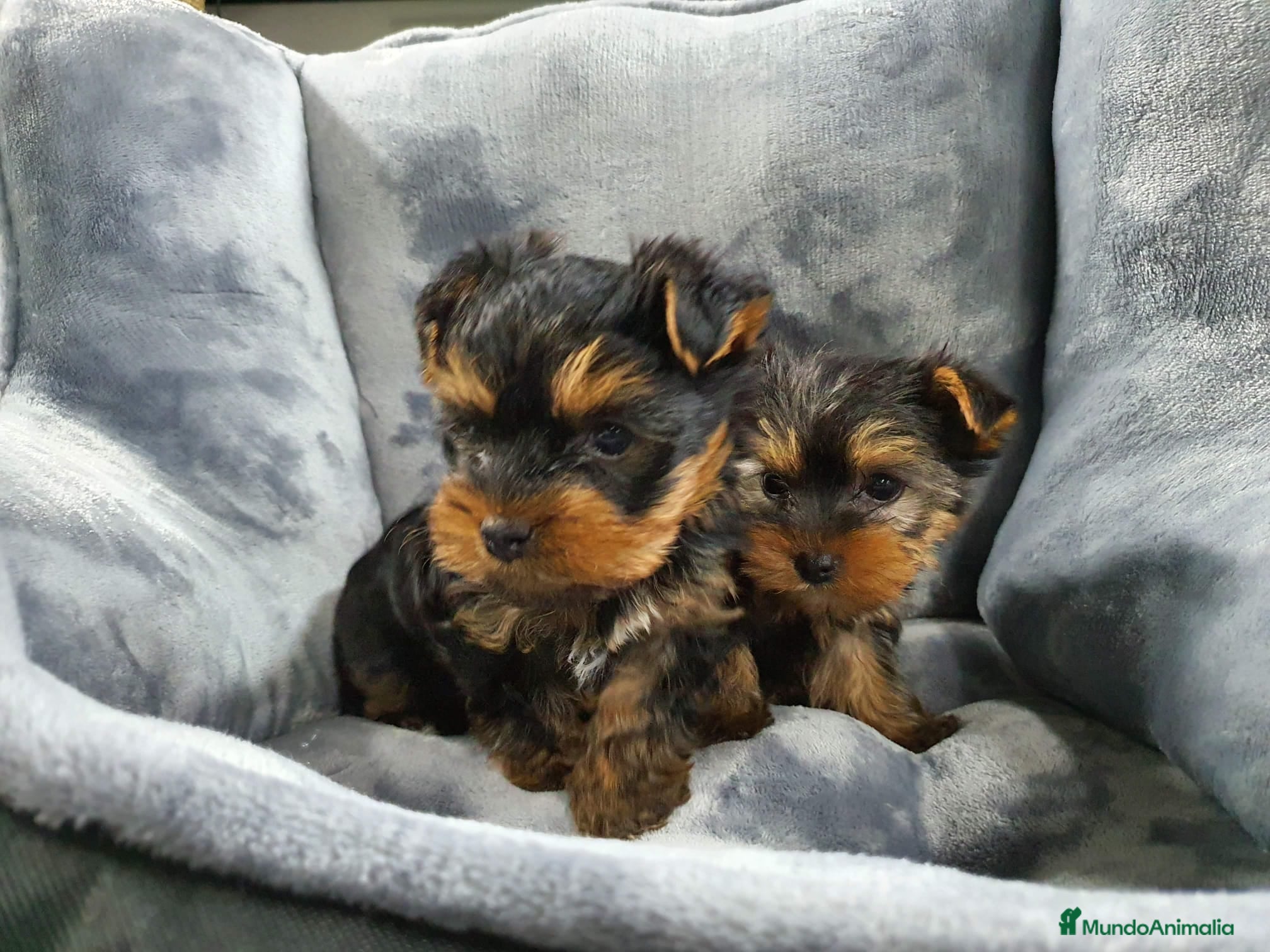 Yorkshire Terrier perros Yorkshire toy  - Anuncio 1