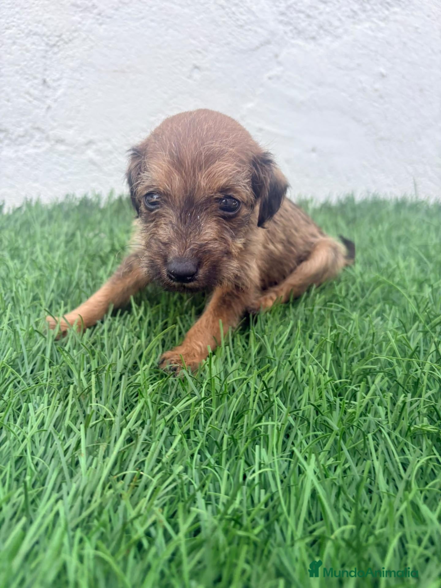 Raza Mixta perros Pootalian - Anuncio 1