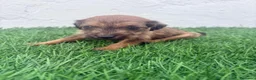 Raza Mixta perros en venta: Pootalian - Anuncio 1