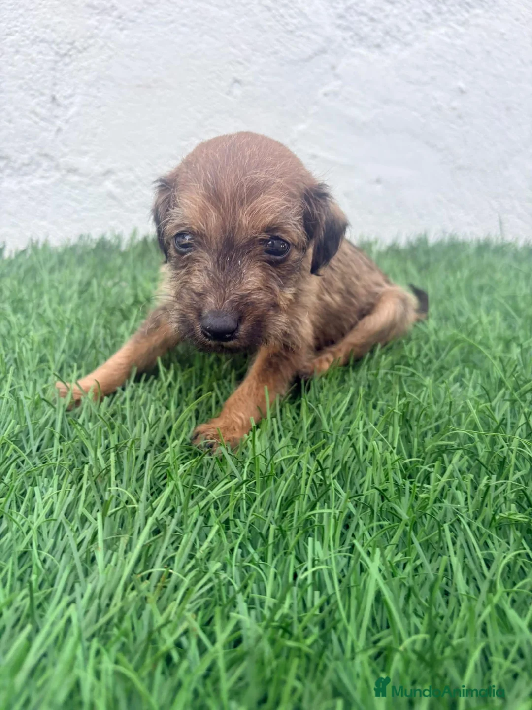 Raza Mixta perros en venta: Pootalian - Anuncio 1