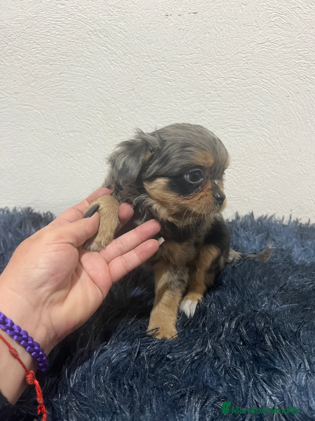 Chihuahua perros en venta: Chihuahua pelo largo  - Anuncio 4