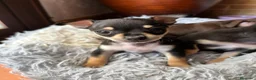 Chihuahua perros en venta: Camada de chihuahuas  - Anuncio 3