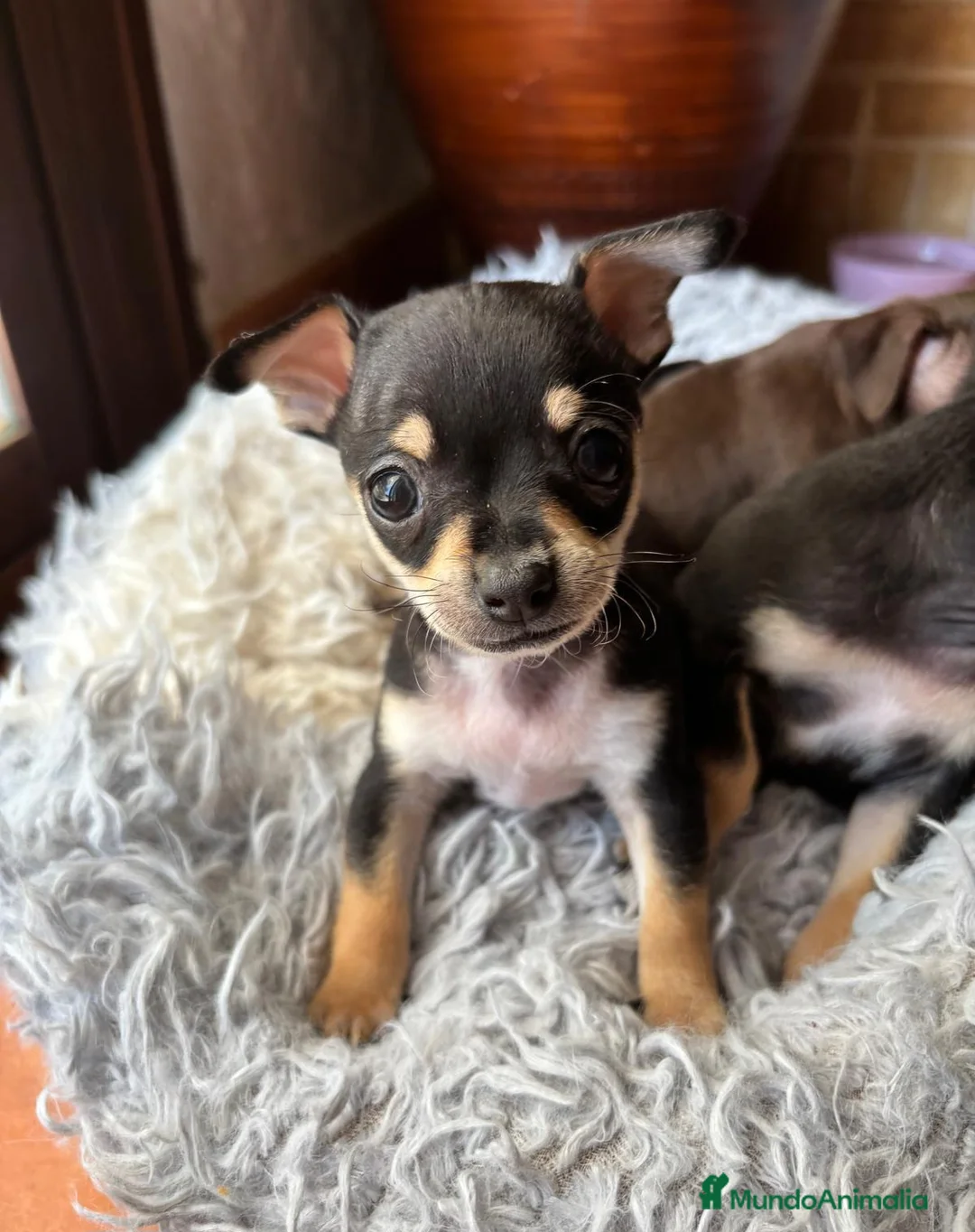 Chihuahua perros en venta: Camada de chihuahuas  - Anuncio 3