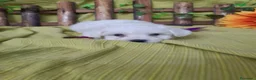 Bichón Maltés perros en venta: PRECIOSOS BICHON MALTES  LINEA TOY  - Anuncio 23