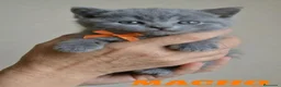 Británico de Pelo Corto Azul gatos en venta: Gato britanico de pelo corto blue en Madrid - Anuncio 5