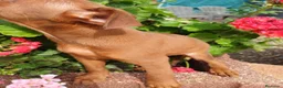 Pinscher Miniatura perros en venta: Mini pinche rojo macho  - Anuncio 7