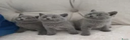 Británico de Pelo Corto gatos en venta: British Shorthair preciosos  - Anuncio 4