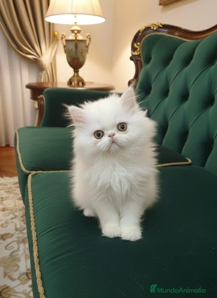 Persa gatos Persa hembra blanca - Anuncio 1