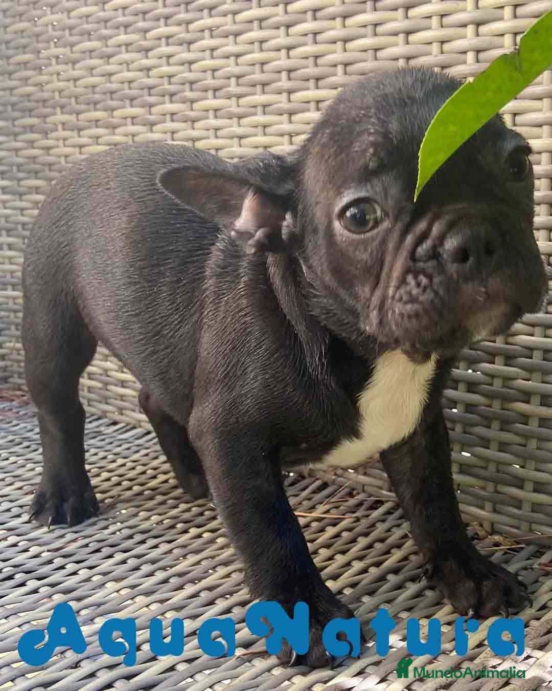 Bulldog Francés perros  Bulldog Frances Hembra de Etrea y Camerin en Barcelona - Anuncio 23