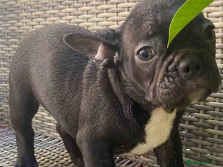 Bulldog Francés perros en Barcelona - Anuncio 2