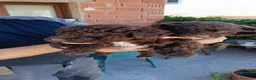 Perro de Agua Español perros en venta: Disponible Perros de agua color chocolate  - Anuncio 8