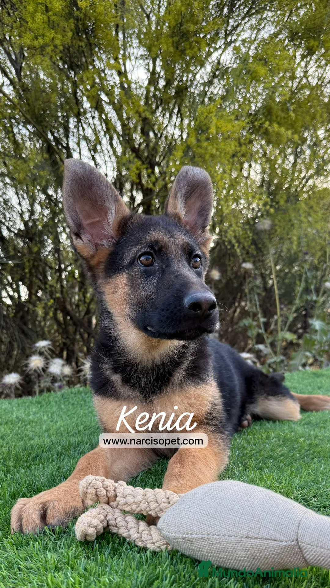 Pastor Alemán perros en venta: PASTOR ALEMAN PURA RAZA - Anuncio 6