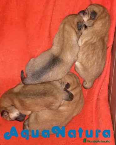 Shiba Inu perros en Barcelona - Anuncio 11