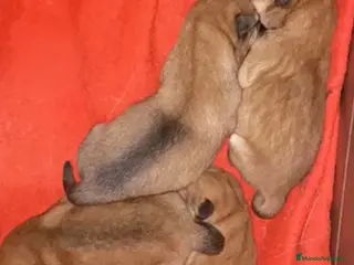 Shiba Inu perros Camada Shiba Inu de Magy - AQUANATURA en Barcelona - Anuncio 40