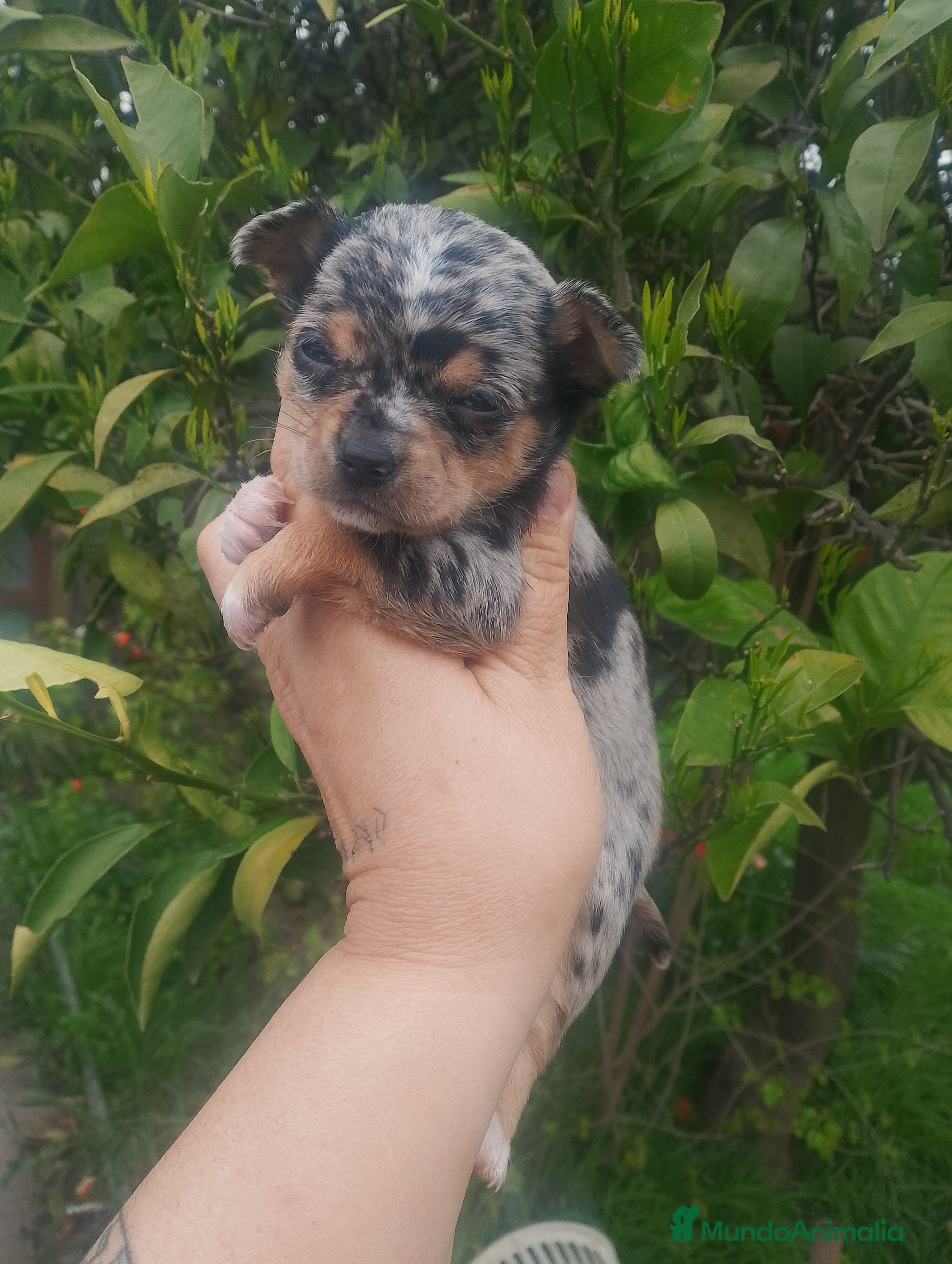 Chihuahua perros Pareja macho Merle y hembra dorada  - Anuncio 32