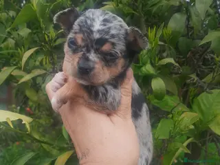 Chihuahua perros Pareja macho Merle y hembra dorada - Anuncio 32