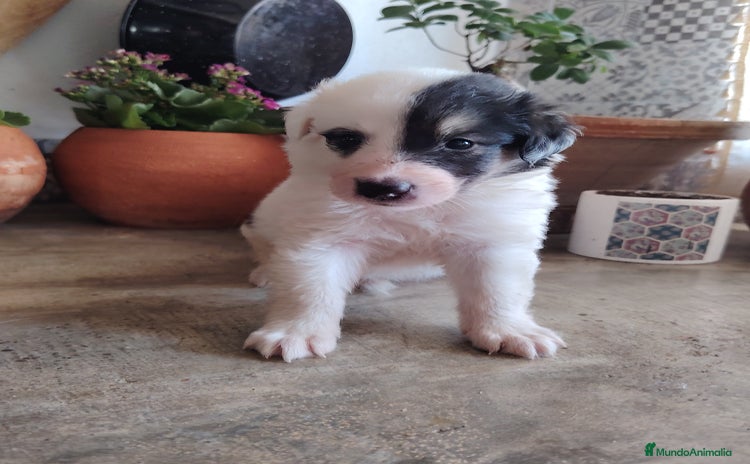 Border Collie perros - Anuncio 1
