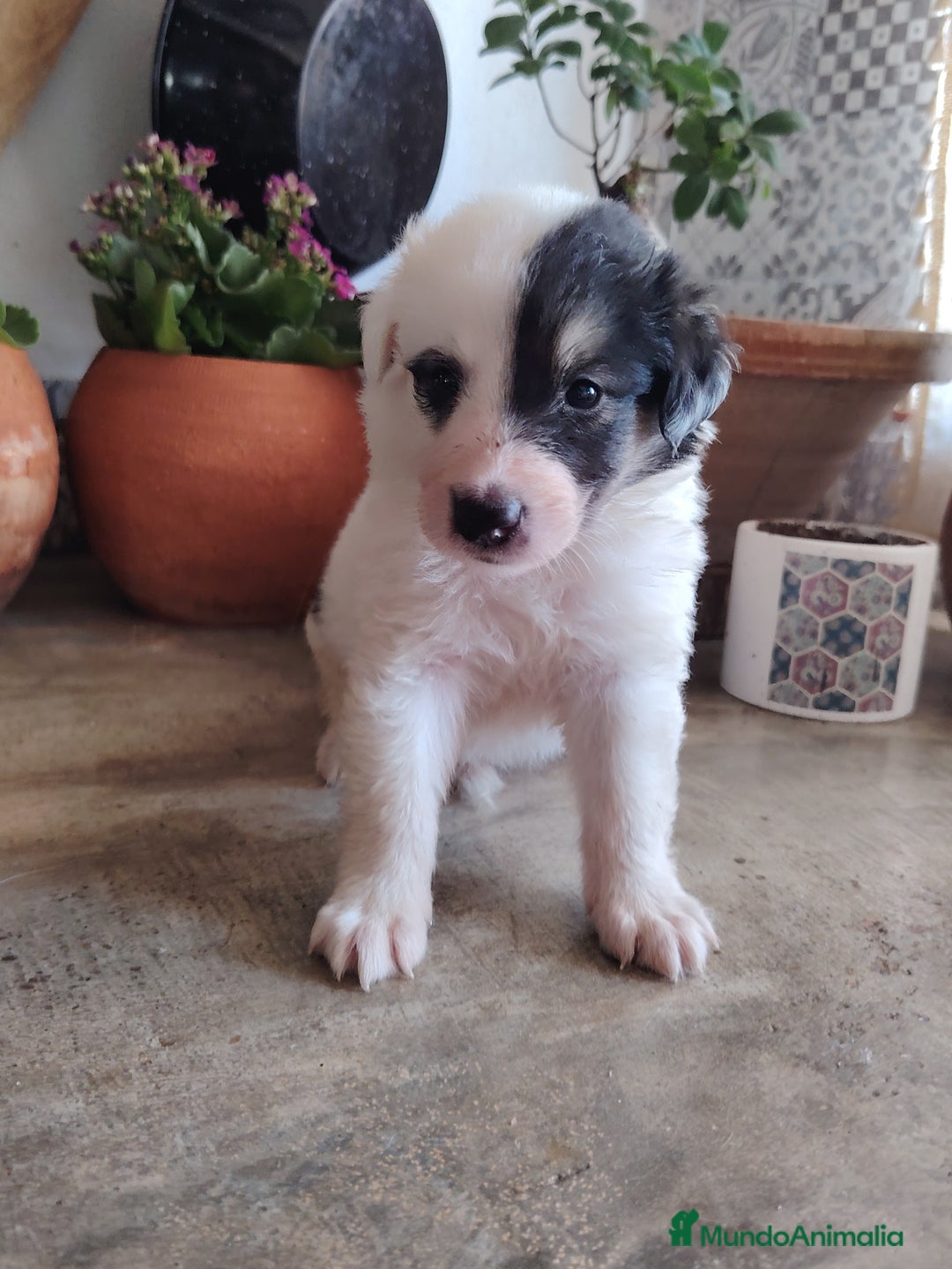 Border Collie perros en venta: Hembras de border collie - Imagen 1