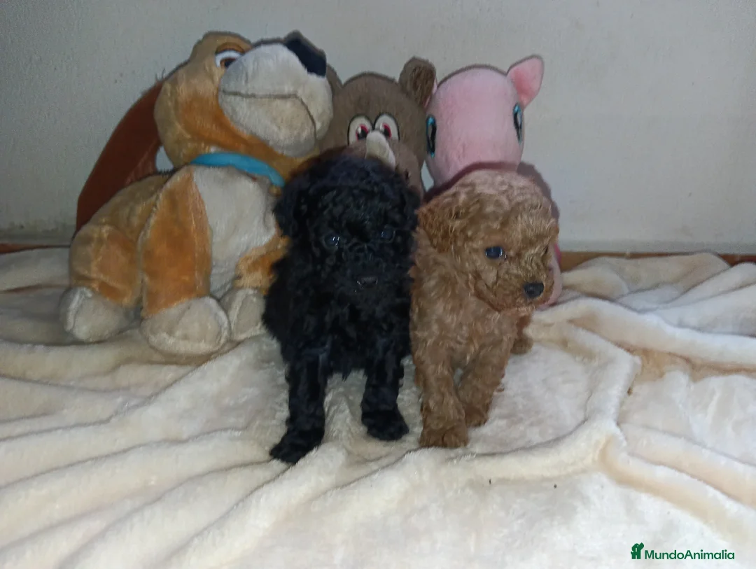 Caniche Toy perros en venta: Caniche toy - Anuncio 3