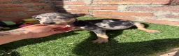Pinscher Miniatura perros en venta: Mini pincher hembras Merle’s  - Anuncio 5