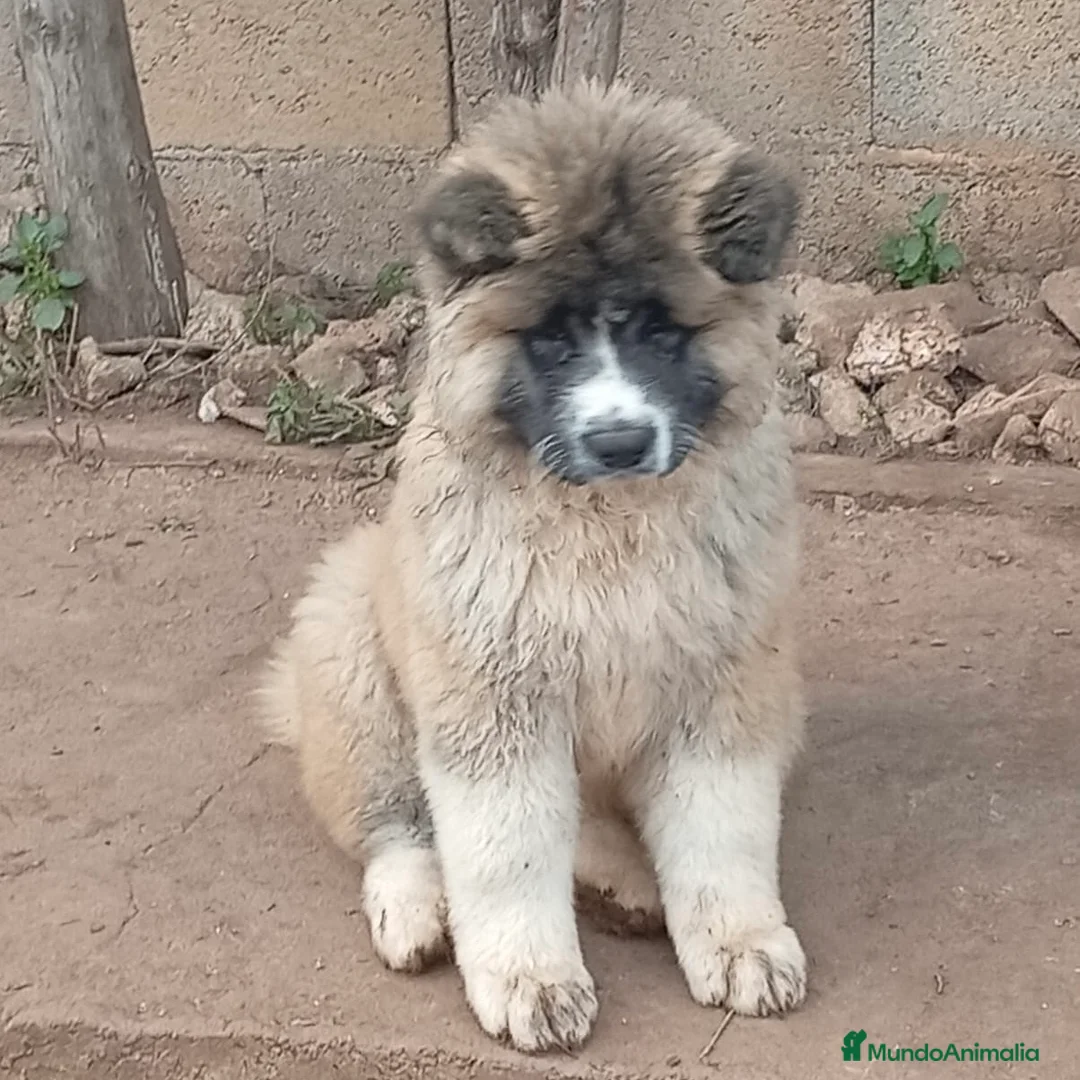 Akita Inu perros en venta: Akita Inu Pelo Largo  - Anuncio 5