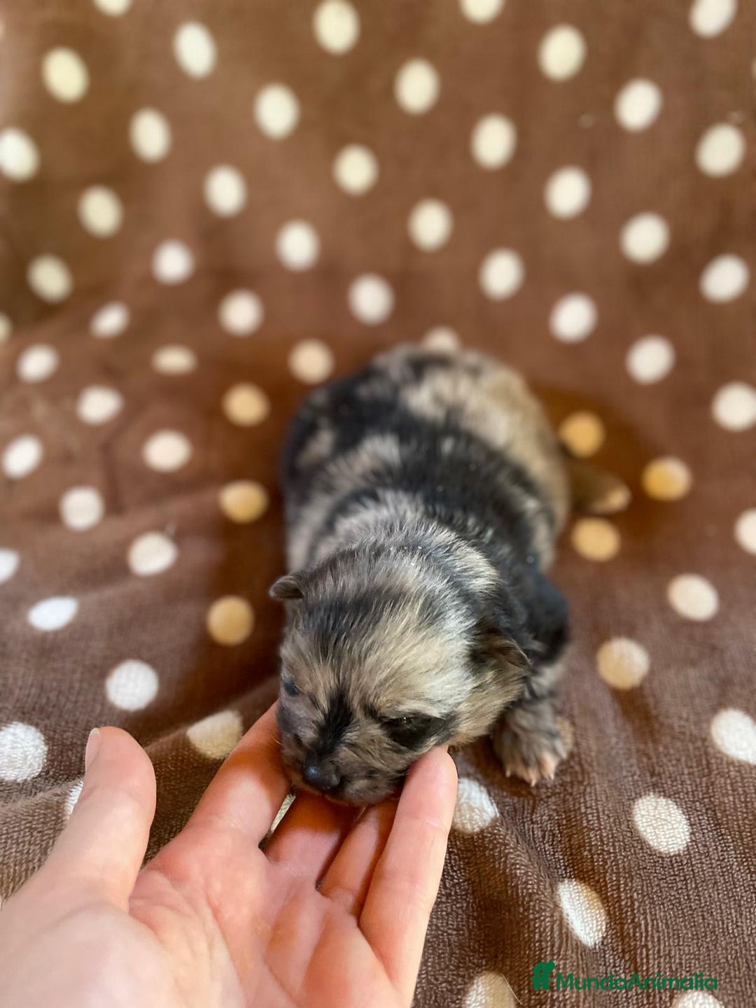Pomerania perros en venta: Pomerania Toy cara de oso  - Imagen 2