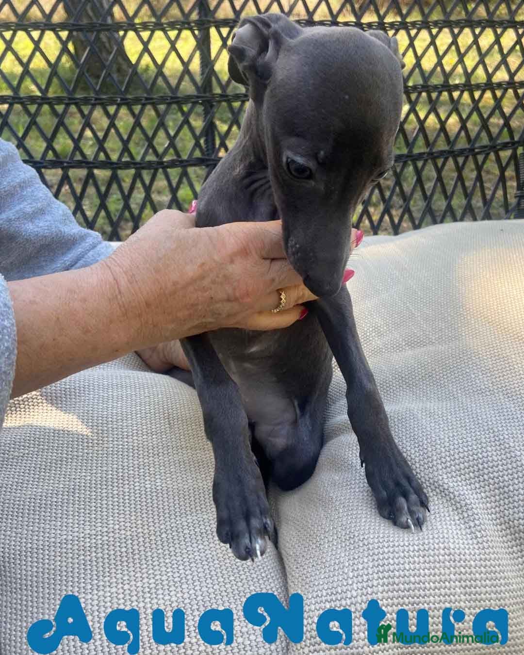 Pequeño Lebrel Italiano perros Lebrel Italiano Hembra 1979 AQUANATURA - Anuncio 1