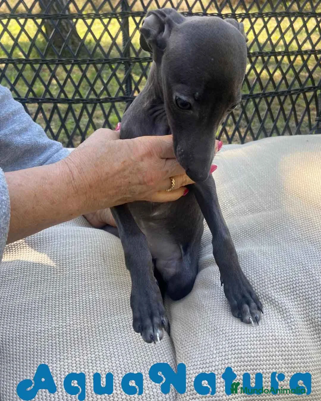 Pequeño Lebrel Italiano perros en venta: Lebrel Italiano Hembra 1979 AQUANATURA - Anuncio 1