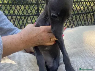 Pequeño Lebrel Italiano perros Lebrel Italiano Hembra 1979 AQUANATURA - Anuncio 1