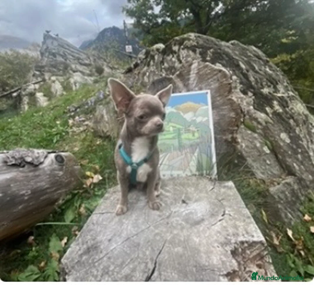 Chihuahua perros en venta: Macho blue - Anuncio 1