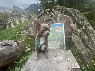 Chihuahua perros Macho blue - Anuncio 1