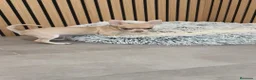 Chihuahua perros en venta: Chihuahua Toy  - Anuncio 12