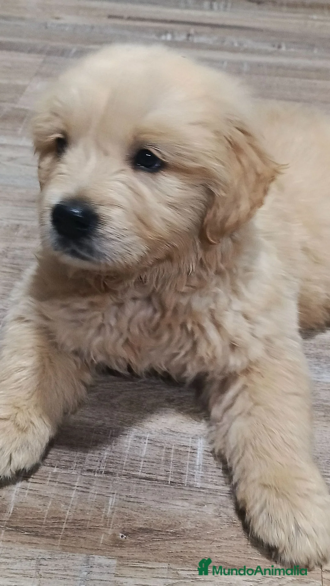 Golden Retriever perros en venta: Golden Retriever  - Anuncio 5