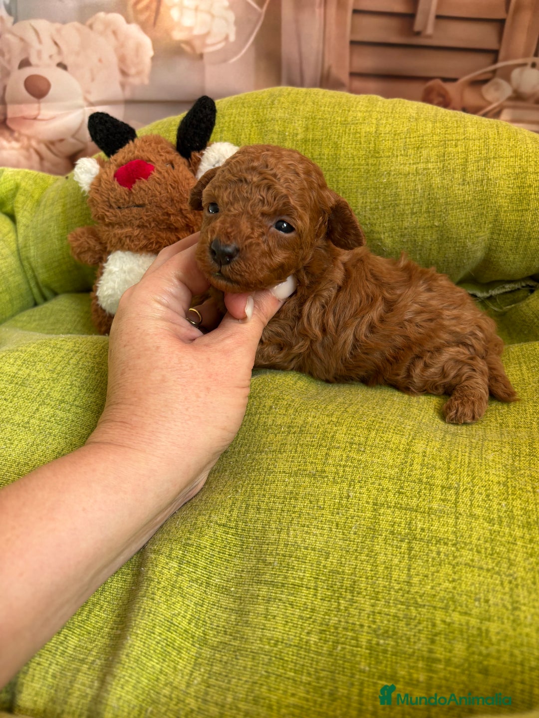 Caniche Toy perros en venta: Caniche toy rojo  - Anuncio 6