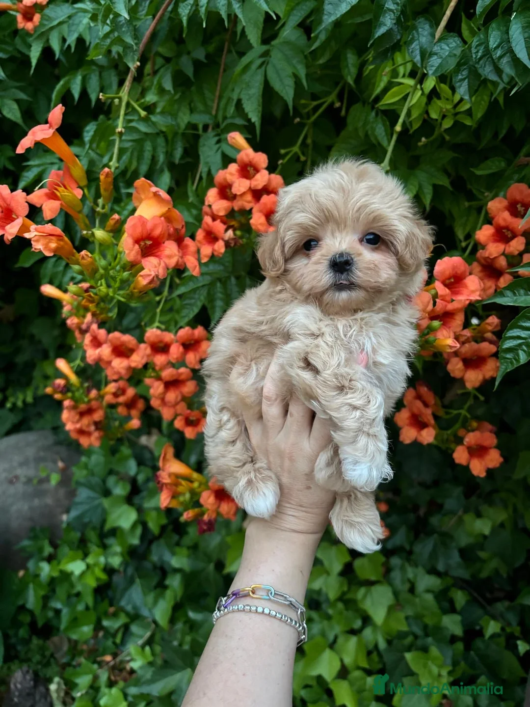 Maltipoo perros en venta: Maltipoo línea coreana y asiática !!! - Anuncio 2